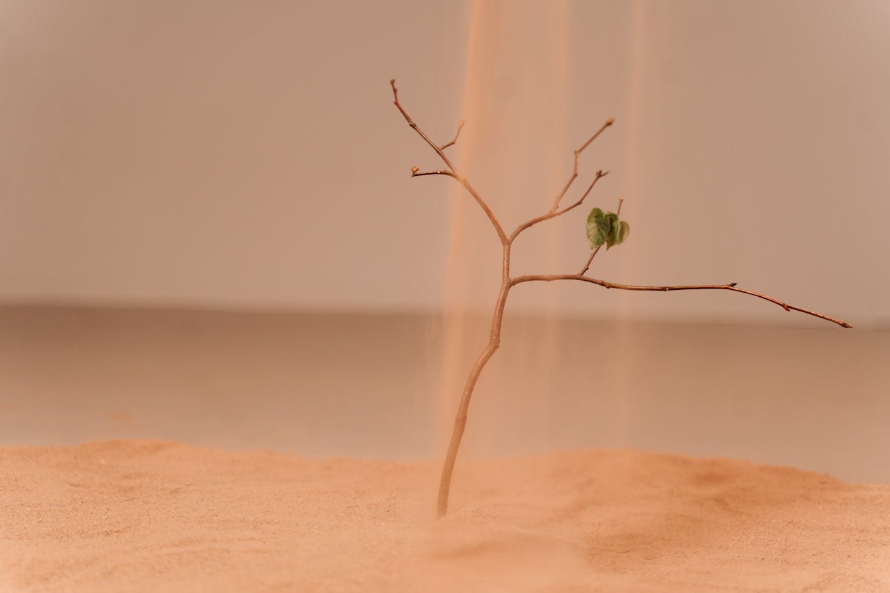 A single branch in sand with a leaf highlighting themes of dryness and perseverance.